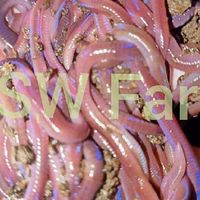 เลี้ยงใส้เดือน​ Sw