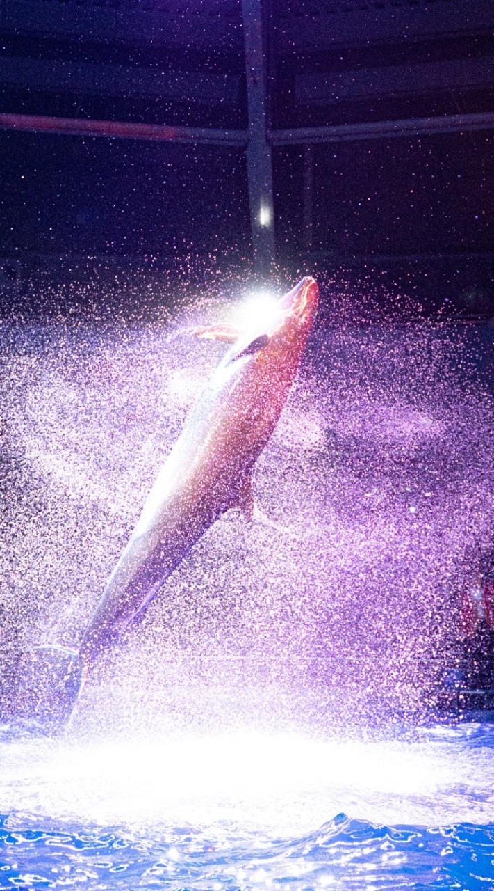 水族館カメラ部