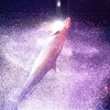 水族館カメラ部