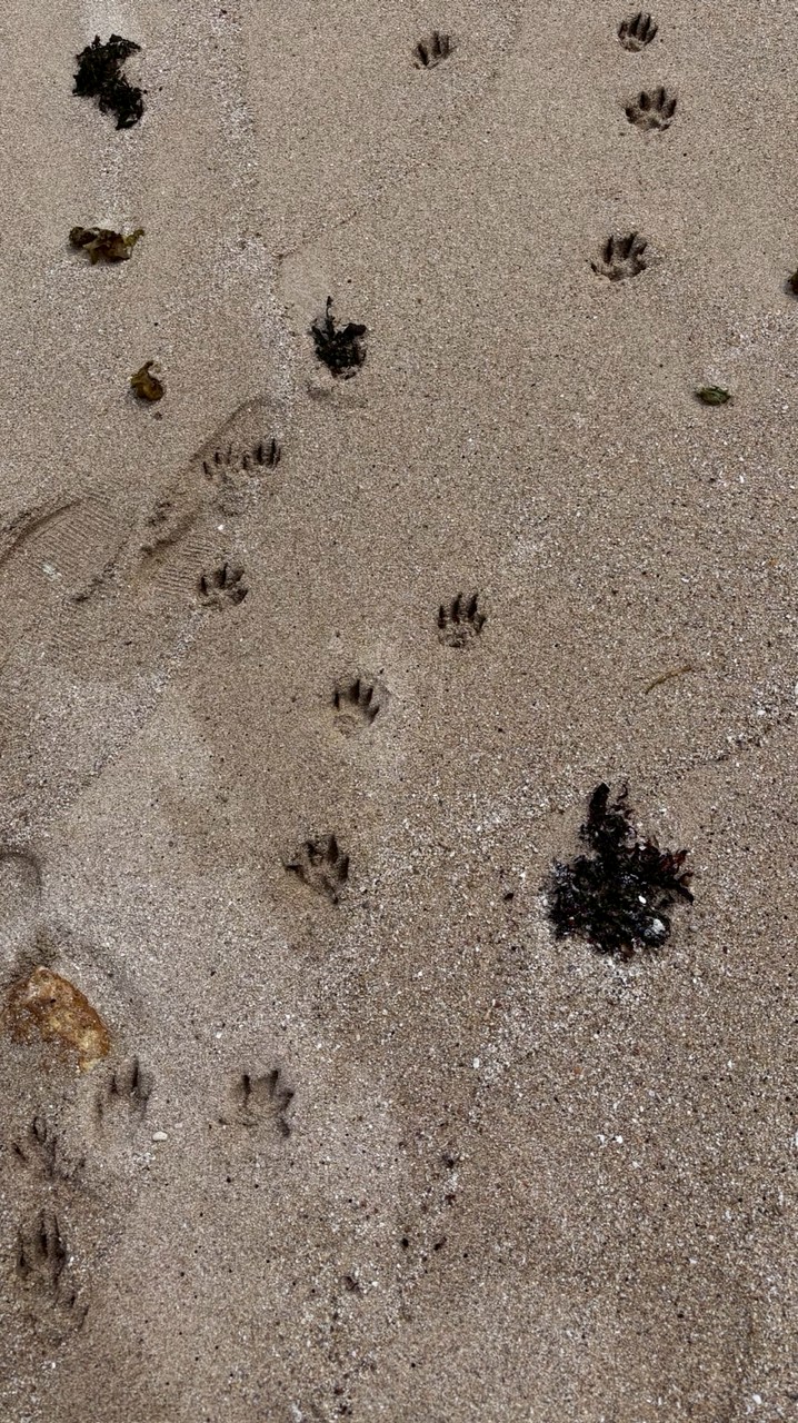 架空VTuber事務所  Beastage