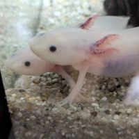ウーパールーパー飼ってる人！かいたいと思う人！大好きな人！おいでぇー！