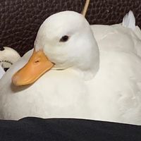 終於開團購