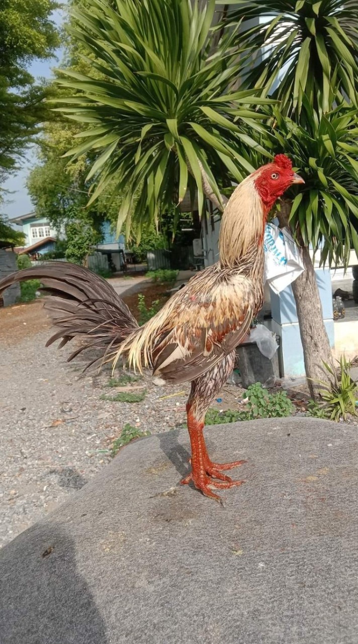 🥰เพชรโสภา🥰 แหล่งเพาะพันธุ์พม่าตีไทย🐓🐓🐓