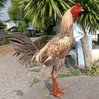 🥰เพชรโสภา🥰 แหล่งเพาะพันธุ์พม่าตีไทย🐓🐓🐓