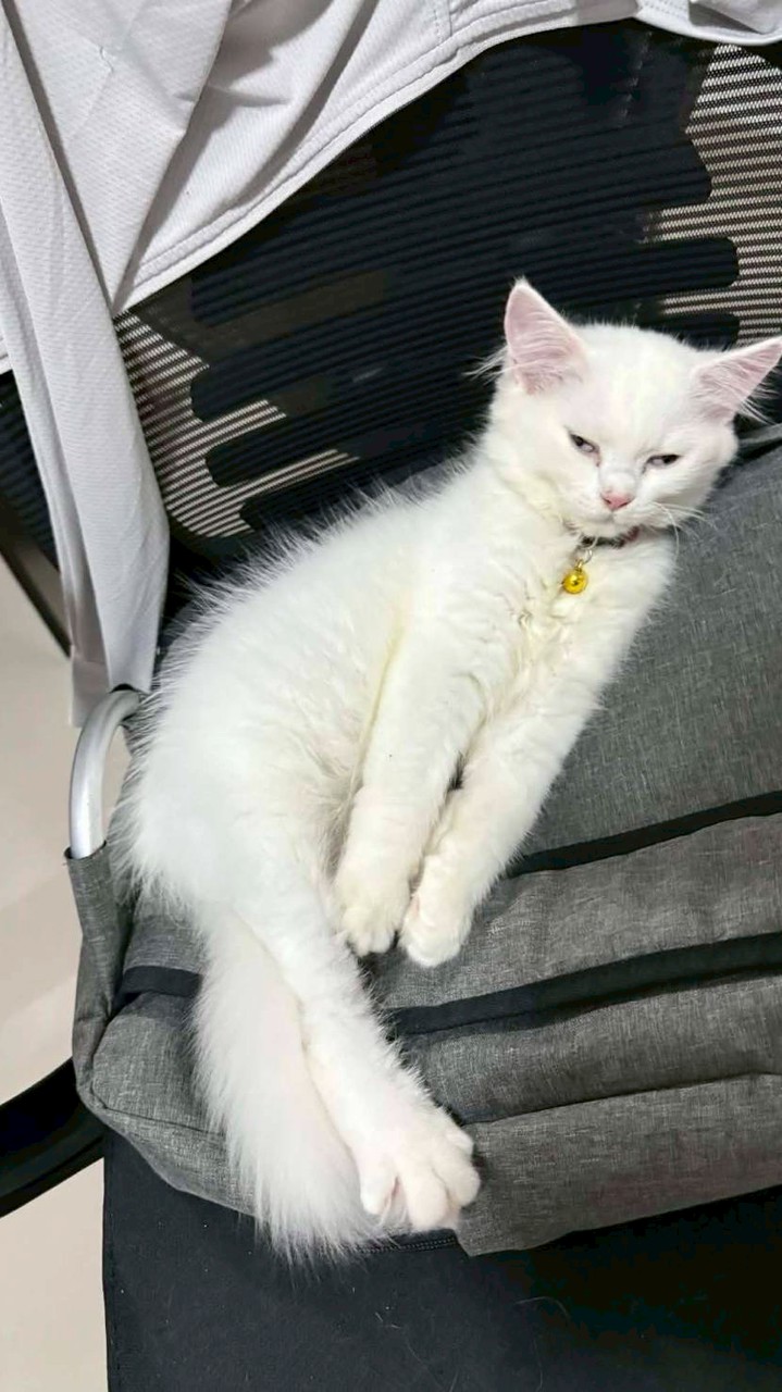 เจ๊ใบบัวหน้าเน่า “ด้อมคุยเล่นแก้เหงา“