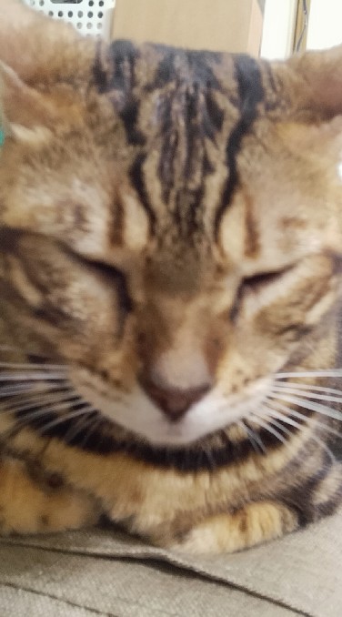 貓咪也瘋狂俱樂部