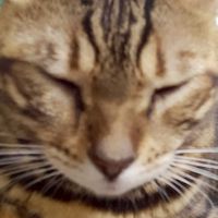 貓咪也瘋狂俱樂部