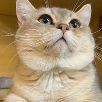 全台灣貓咪買賣交流🐱