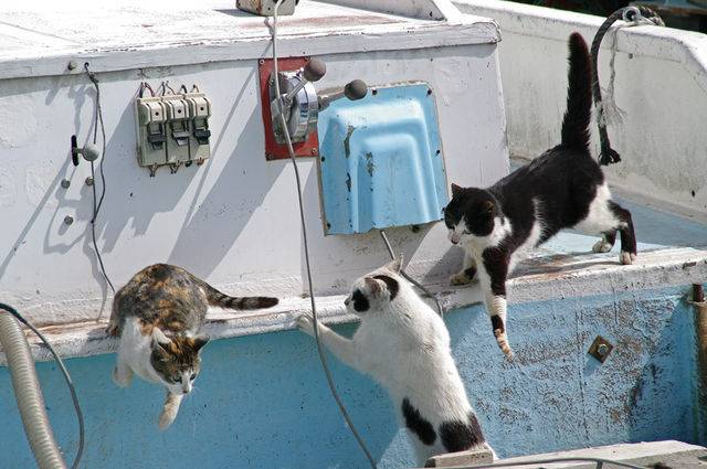 11 Pulau Kucing Paling Populer di Jepang, Dijamin Buat Cat Lovers 