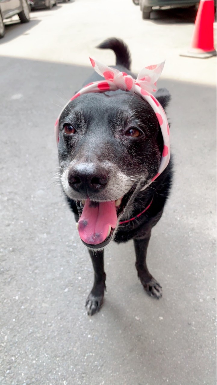 台北米克斯🐕🐕‍🦺