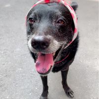 台北米克斯🐕🐕‍🦺