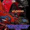 ต.วีระพล  แหล่งเพาะพันธุ์พัฒนาไก่ชน