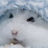純白の天使ラフレシアのオープンチャット