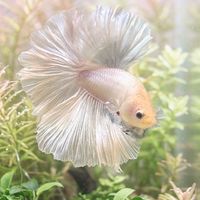 ET Betta Fish