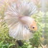 ET Betta Fish