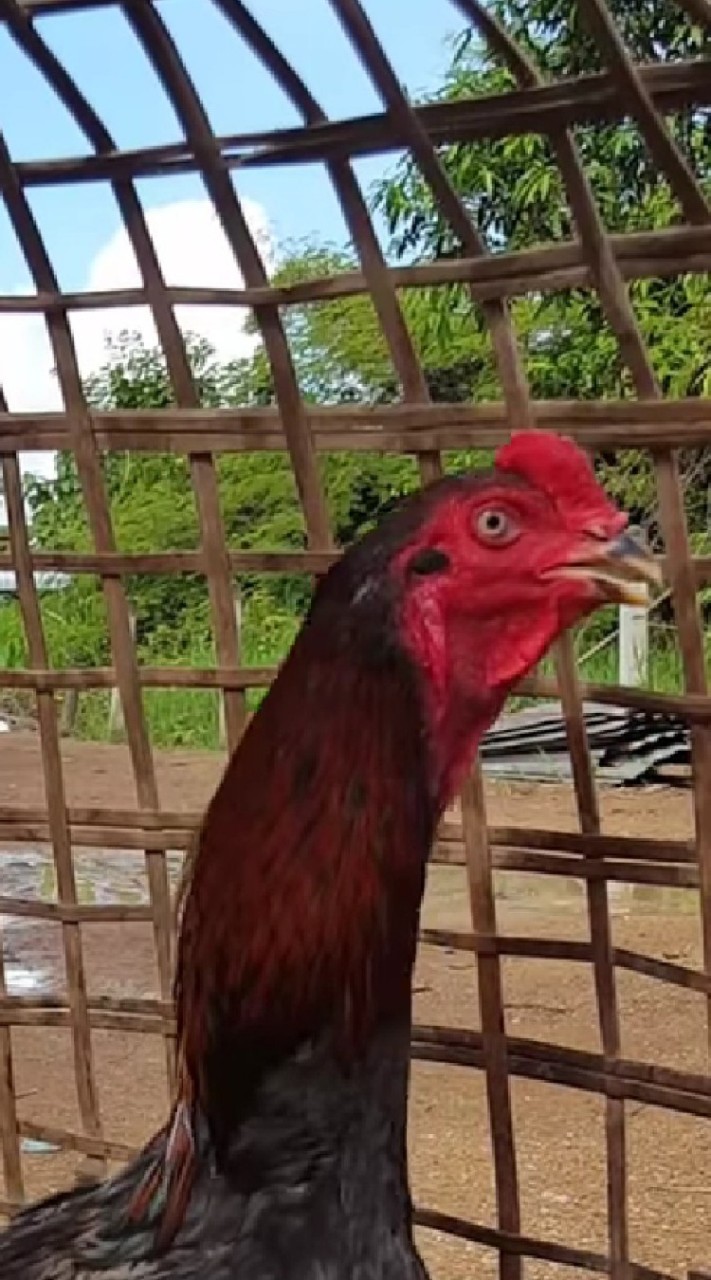 มีดีฟาร์ม ไก่ชนสายคาราบาว