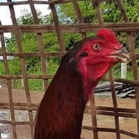 มีดีฟาร์ม ไก่ชนสายคาราบาว