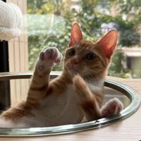 富產科檯主群