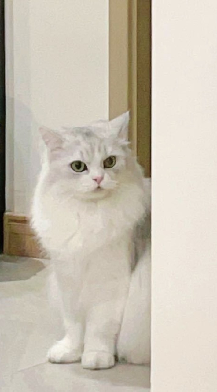 SNH48小卡生寫周邊交易群