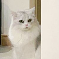 SNH48小卡生寫周邊交易群