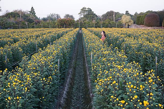 田尾的菊花花田美景(圖片來源：彰化縣政府城市暨觀光發展處)