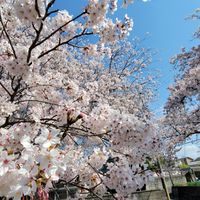 チルドスマブラ鯖