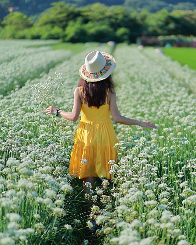 ▲大溪中新里韭菜田。（圖/IG @brenda__ou）