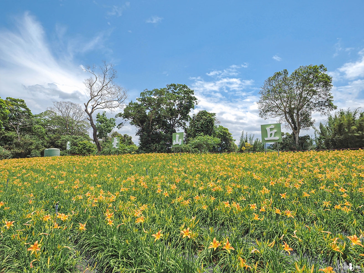 金黃花海攻占全台！５處金針花祕境：多達10萬株、北部最大、衝彰化免費拍爆