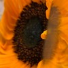編み物カフェ🐥🧶のんちゃんの部屋🌻