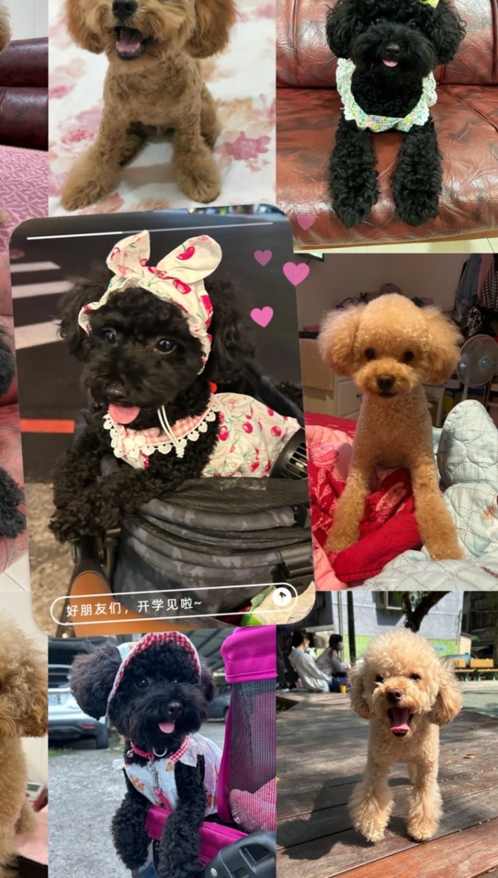 咪寶愛寵小舖