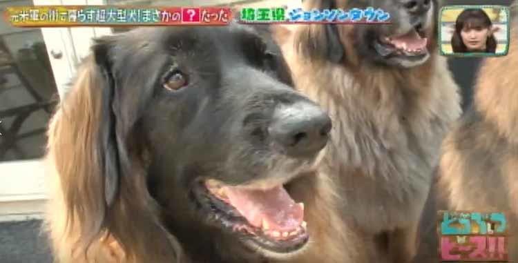 日本に37匹の希少な犬種 大型犬レオンベルガー