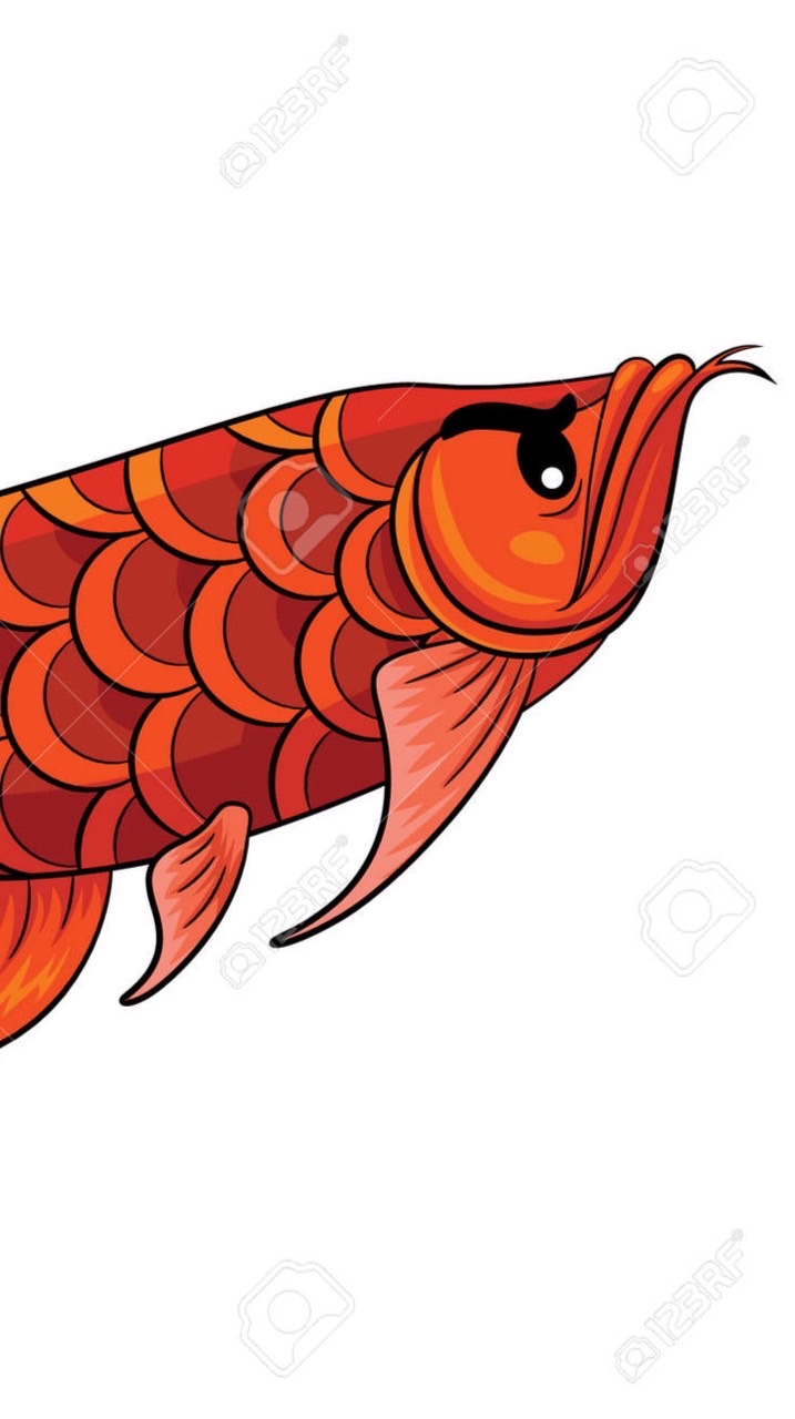 朕興龍魚分享競標交流群