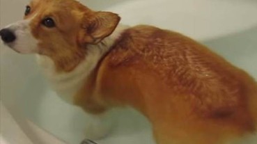 超可愛的發現！原來柯基泡澡時屁屁會整個浮起來！