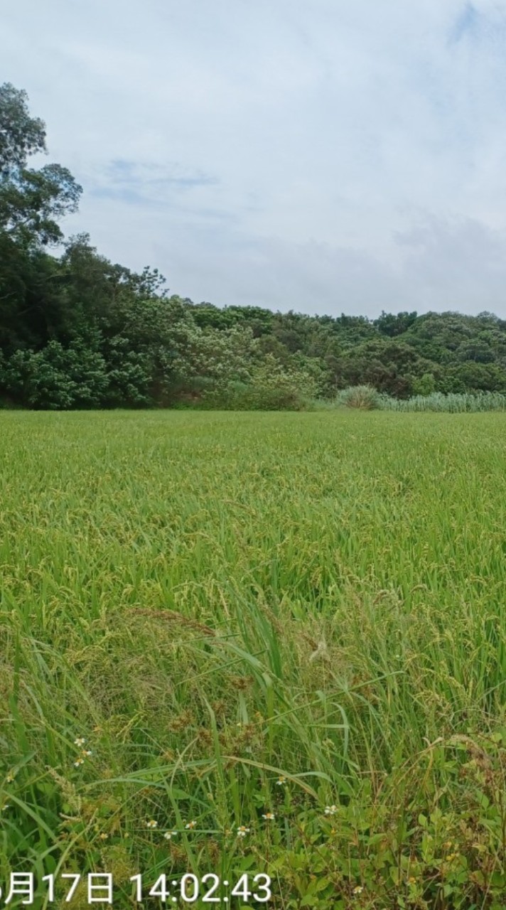 香山大湖段農地