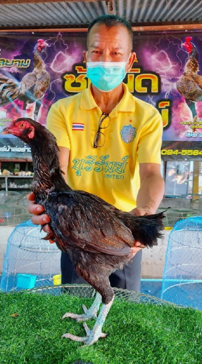 สว.นัน เพาะพันธ์ไก่ชน