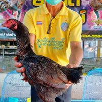 สว.นัน เพาะพันธ์ไก่ชน
