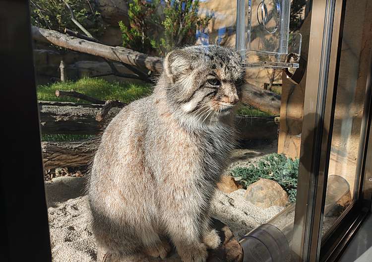 口コミの詳細 那須どうぶつ王国 大島 動物園 By Line Place