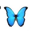 娛樂BTF🦋