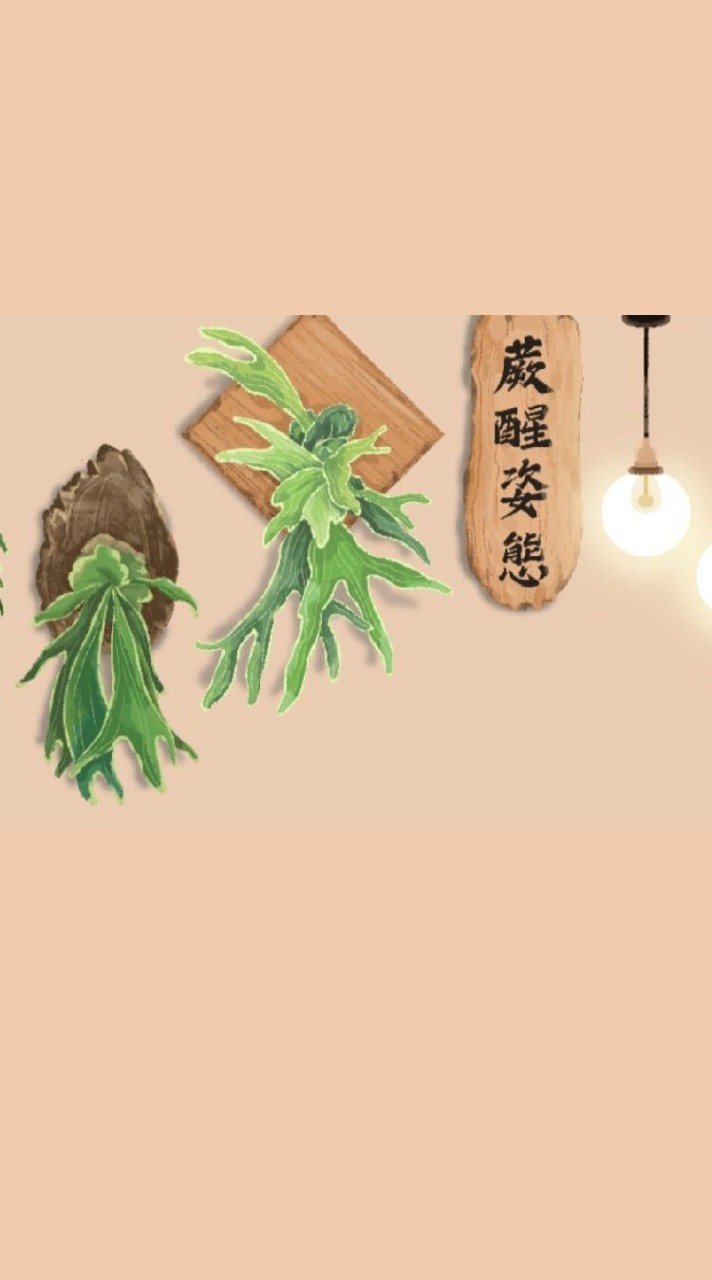 💡蕨醒•姿態🌿