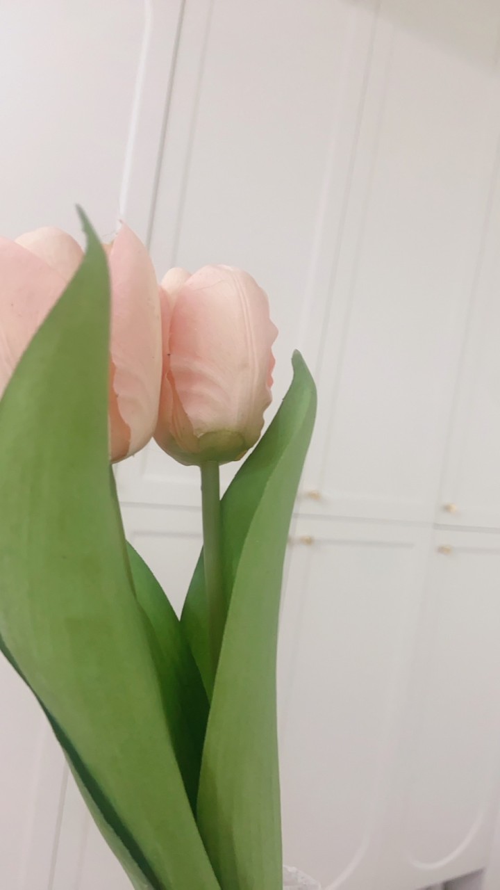 材料🌪️暴發戶