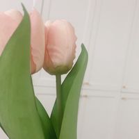 材料🌪️暴發戶
