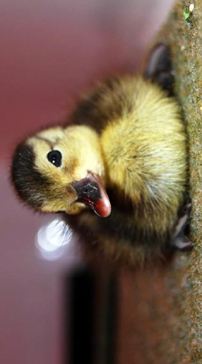 เป็ดน่าร้ากก