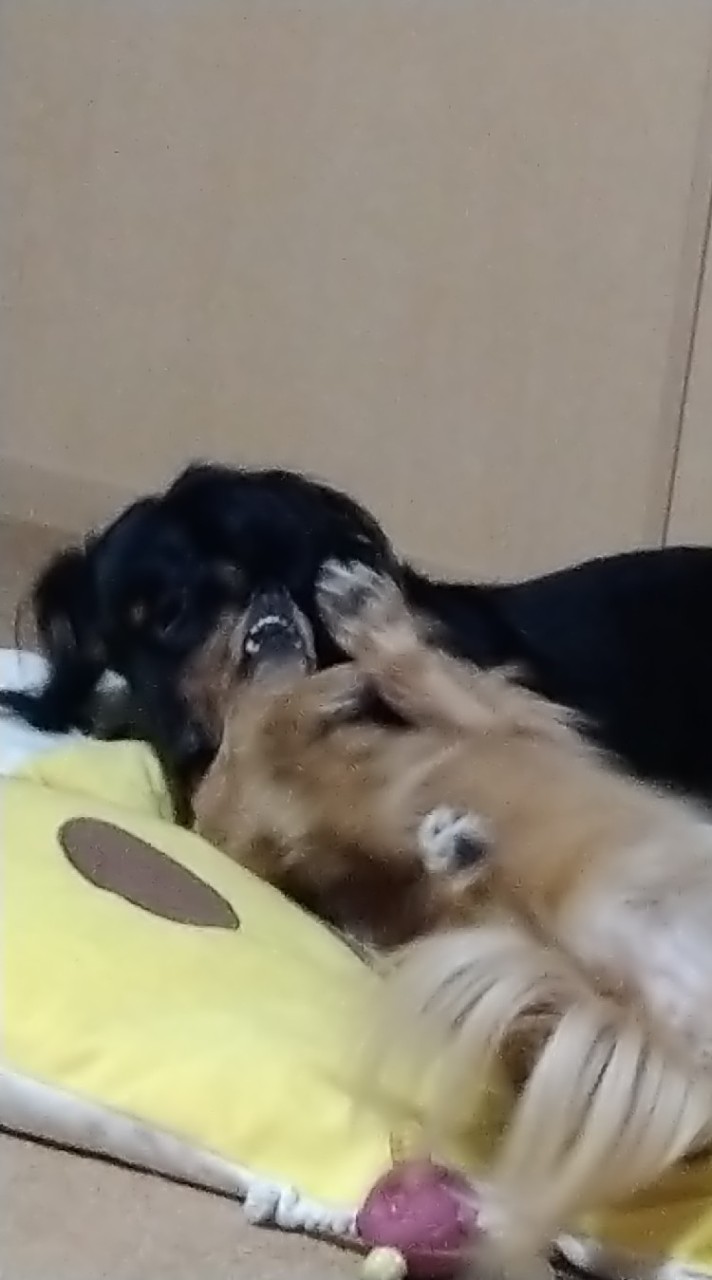 ❤️愛犬LOVE❤️