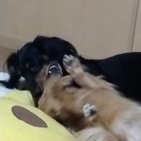 ❤️愛犬LOVE❤️