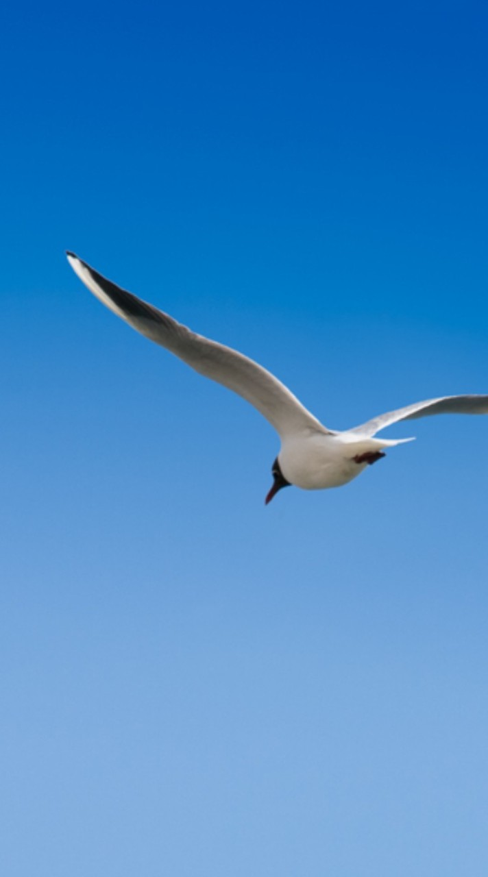 觀音之愛- 讀者的交流群（非官方/無護持/自尊自重）