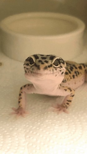 爬虫類と両生類の会