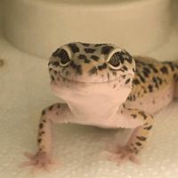 爬虫類と両生類の会