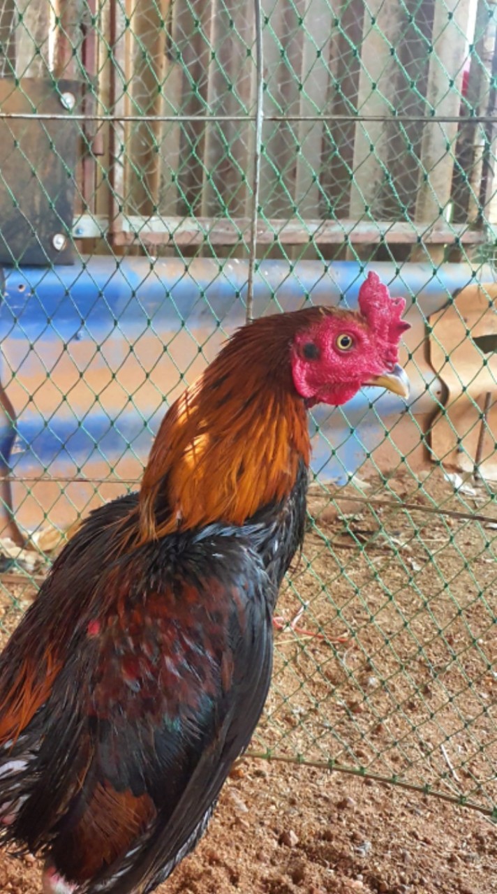 เกิง ก.ไก่เก่ง(โคราช)
