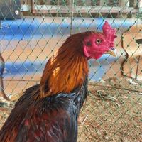 เกิง ก.ไก่เก่ง(โคราช)