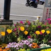 とよ花の会（とよす4丁目花だん）